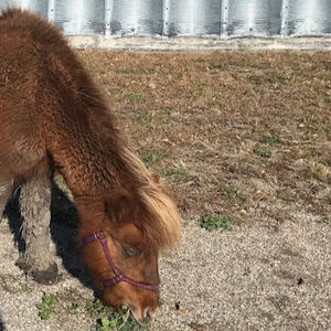 Meet your Posher, Melody v